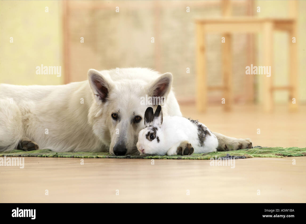 Animale-amicizia : Svizzero bianco il cane pastore con coniglio Foto Stock