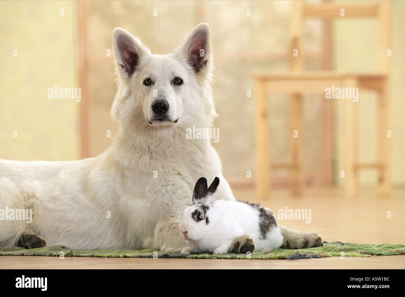 Animale-amicizia : Svizzero bianco il cane pastore con coniglio Foto Stock