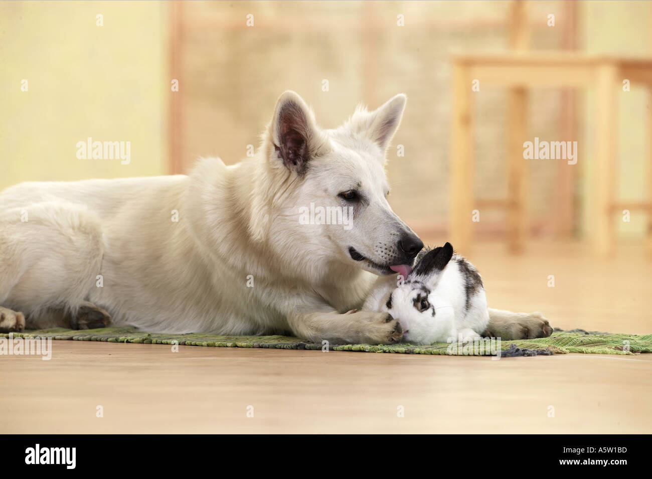 Animale-amicizia: Pastore Svizzero bianco cane con coniglio Foto Stock
