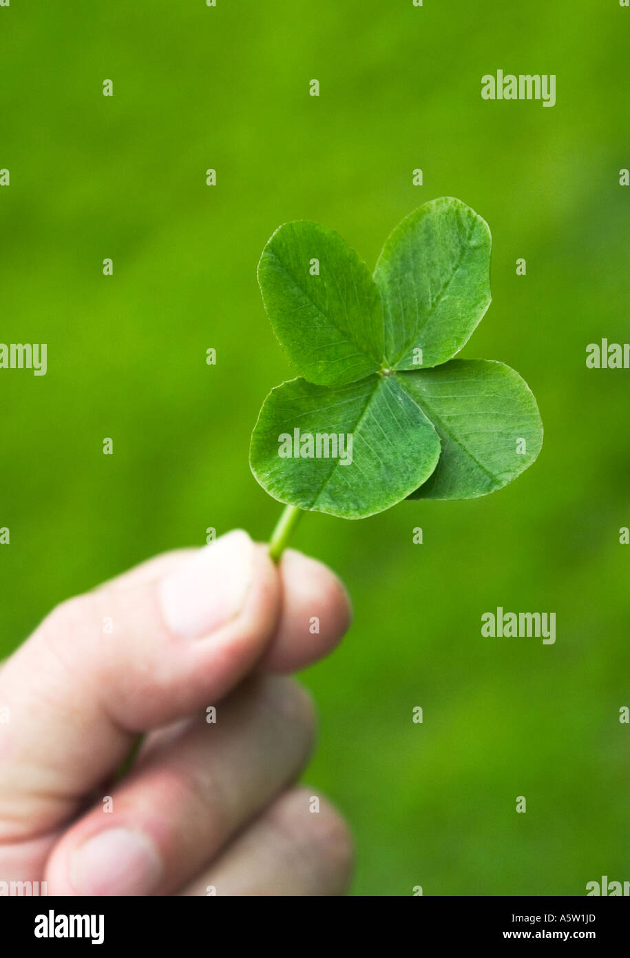 Una mano di childs tenendo un quattro Leaf Clover Foto Stock