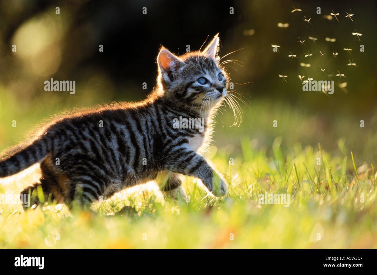 Il gatto domestico. Tabby kitten su un prato, guardando le zanzare Foto Stock