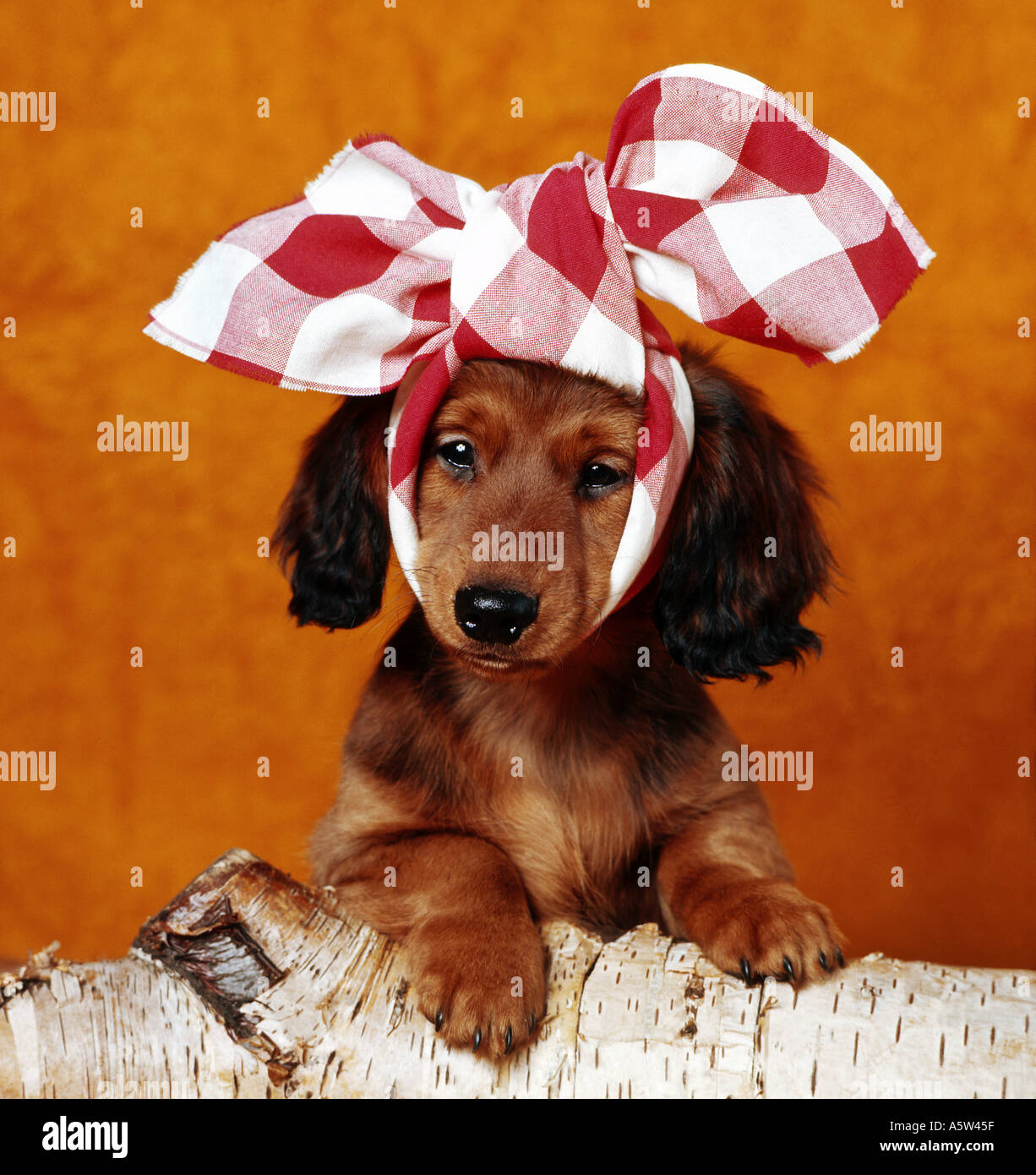 Con i capelli lunghi Bassotto cane - cucciolo con un panno attorno alla sua  testa - mal di denti Foto stock - Alamy