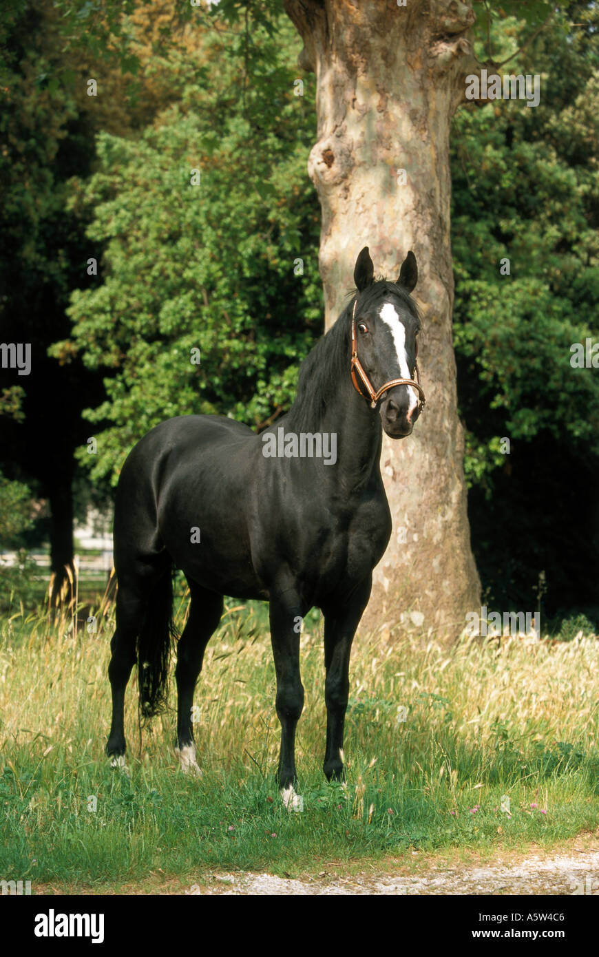Il salernitano cavallo in piedi sul prato Foto Stock