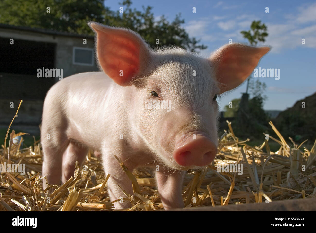 Pig piglet in piedi in paglia Foto Stock