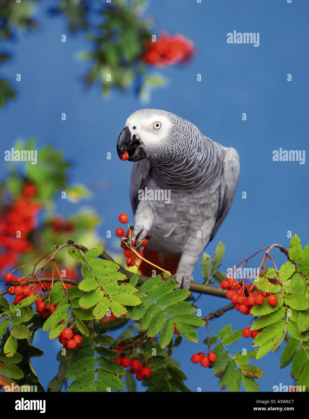 Pappagallo Grigio Africano (Psittacus Erithacus). Adulto appollaiato su un ramoscello mentre mangia bacche di Rowan. Germania Foto Stock