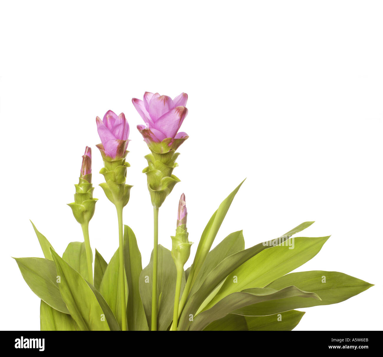 CURCUMA pianta fiore foglie Curcuma alismatifolia TULIP DI THAILANDIA su sfondo bianco intaglio Foto Stock