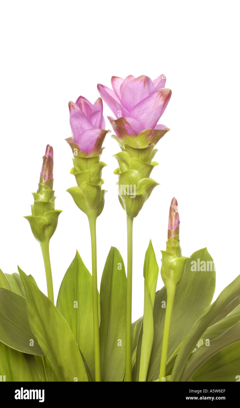 CURCUMA pianta fiore foglie Curcuma alismatifolia TULIP DI THAILANDIA su sfondo bianco intaglio Foto Stock