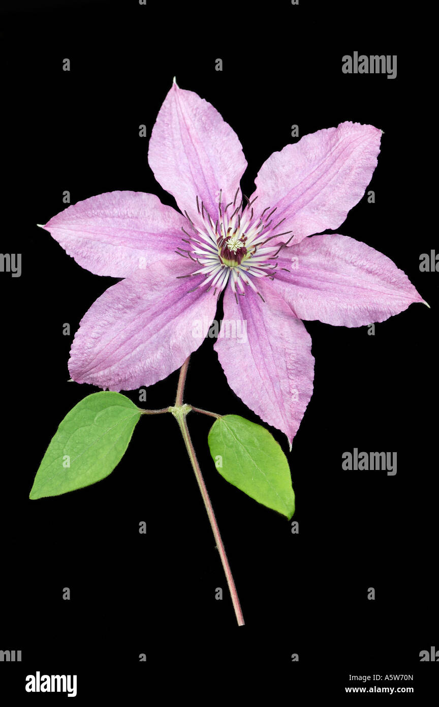 Clematis Hagley Hybrid Foto Stock