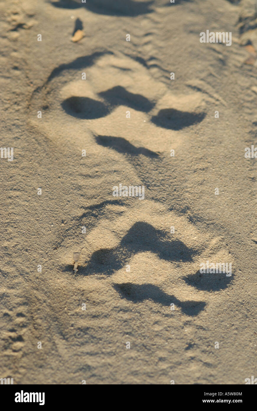 Bandhavgarh National Park Madhyar Pradesh India Tiger le tracce in una strada di sabbia Foto Stock