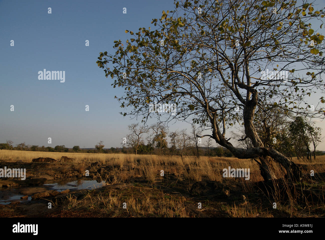 Parco Nazionale di Panna Madhya Pradesh India paesaggio secca di bosco di latifoglie Foto Stock
