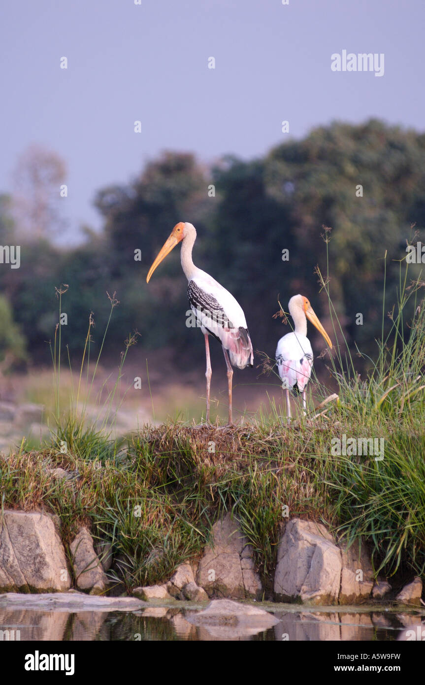 Parco Nazionale di Panna Madhya Pradesh India 0207 dipinto di cicogne sul fiume Ken feed su pesci rane e serpenti Foto Stock