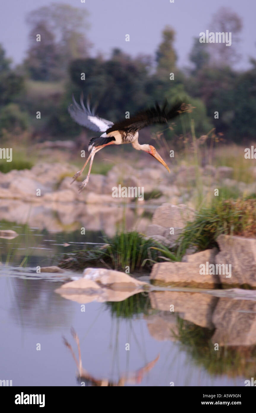 Parco Nazionale di Panna Madhya Pradesh India 0207 dipinto di cicogne sul fiume Ken Foto Stock