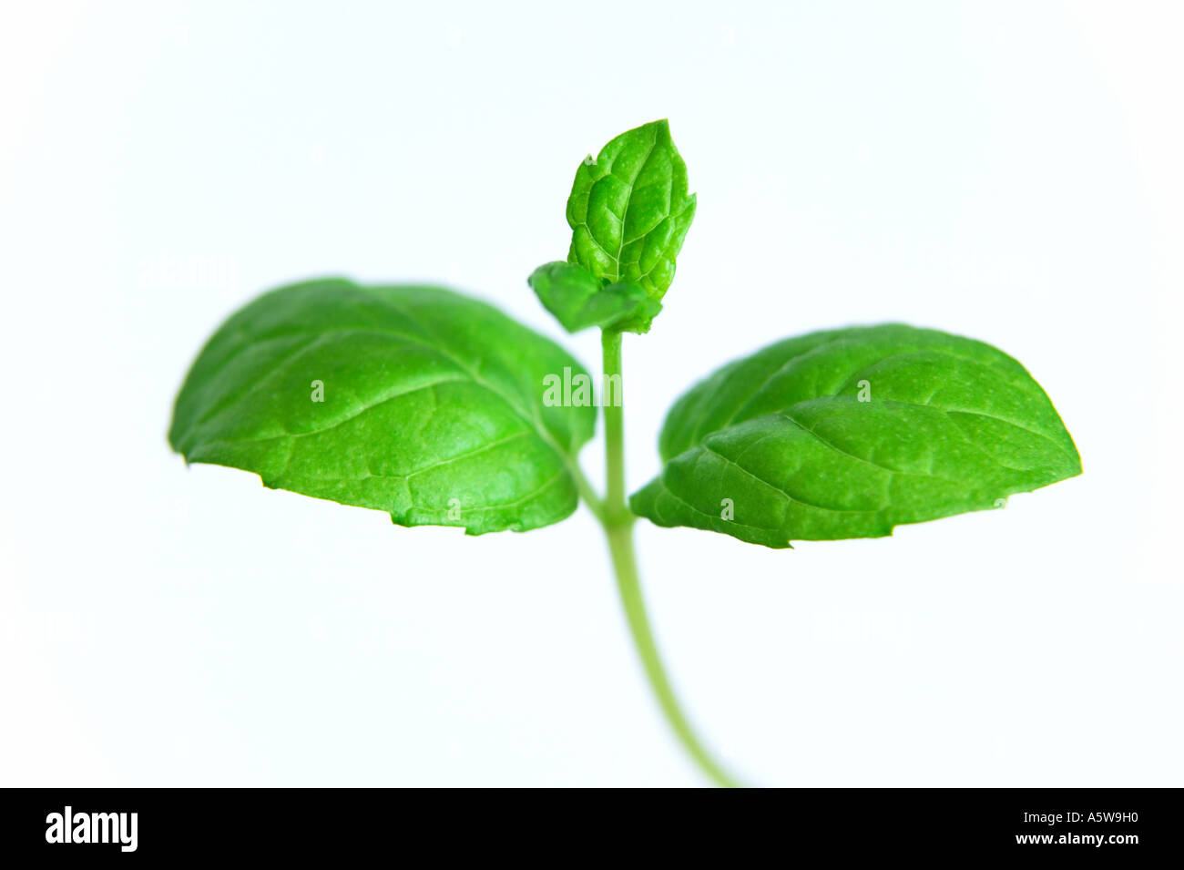 Close up di un rametto di menta Nome latino mentha specie Foto Stock