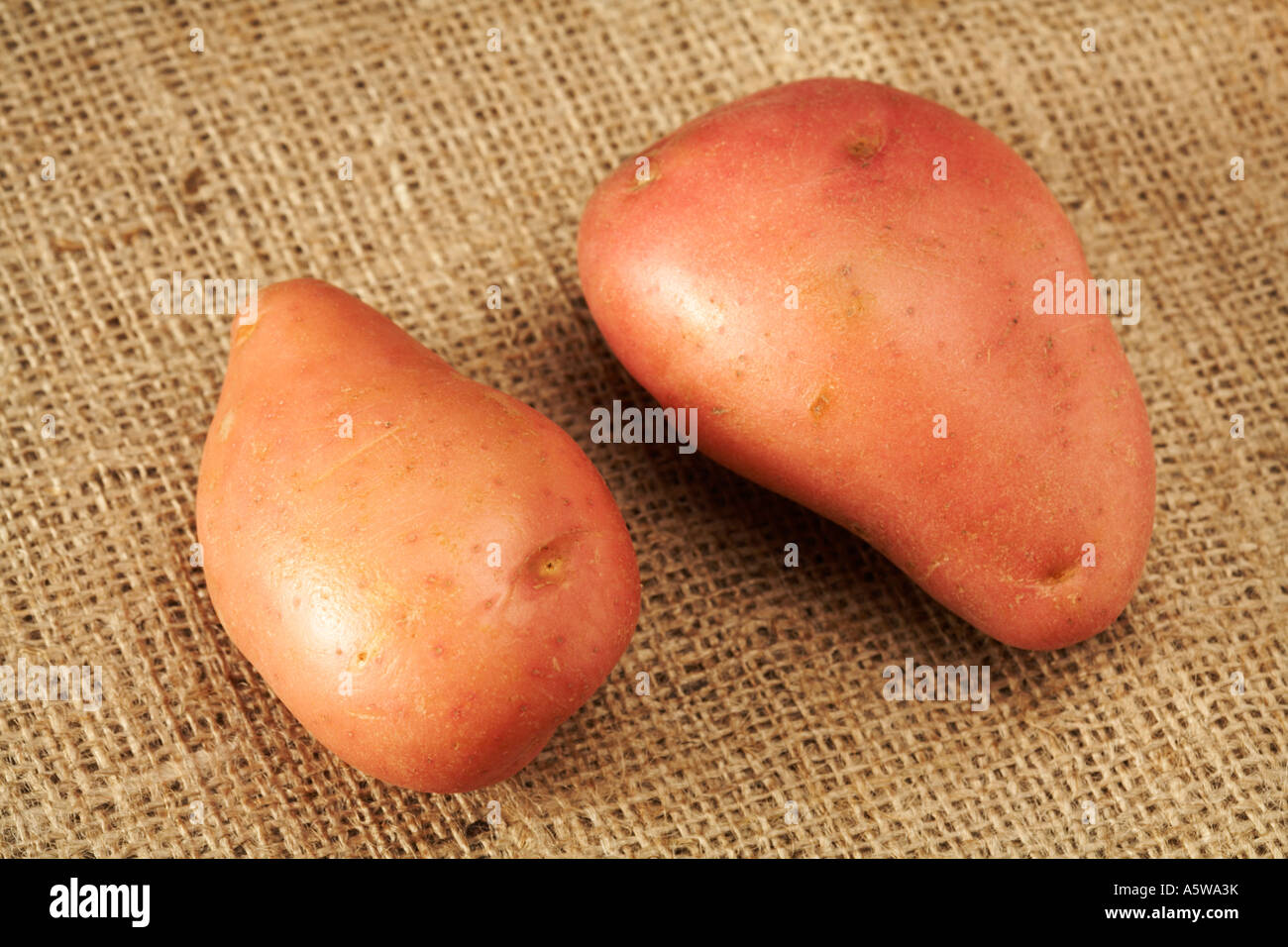 Due Desiree patate su sfondo di Hesse Foto Stock