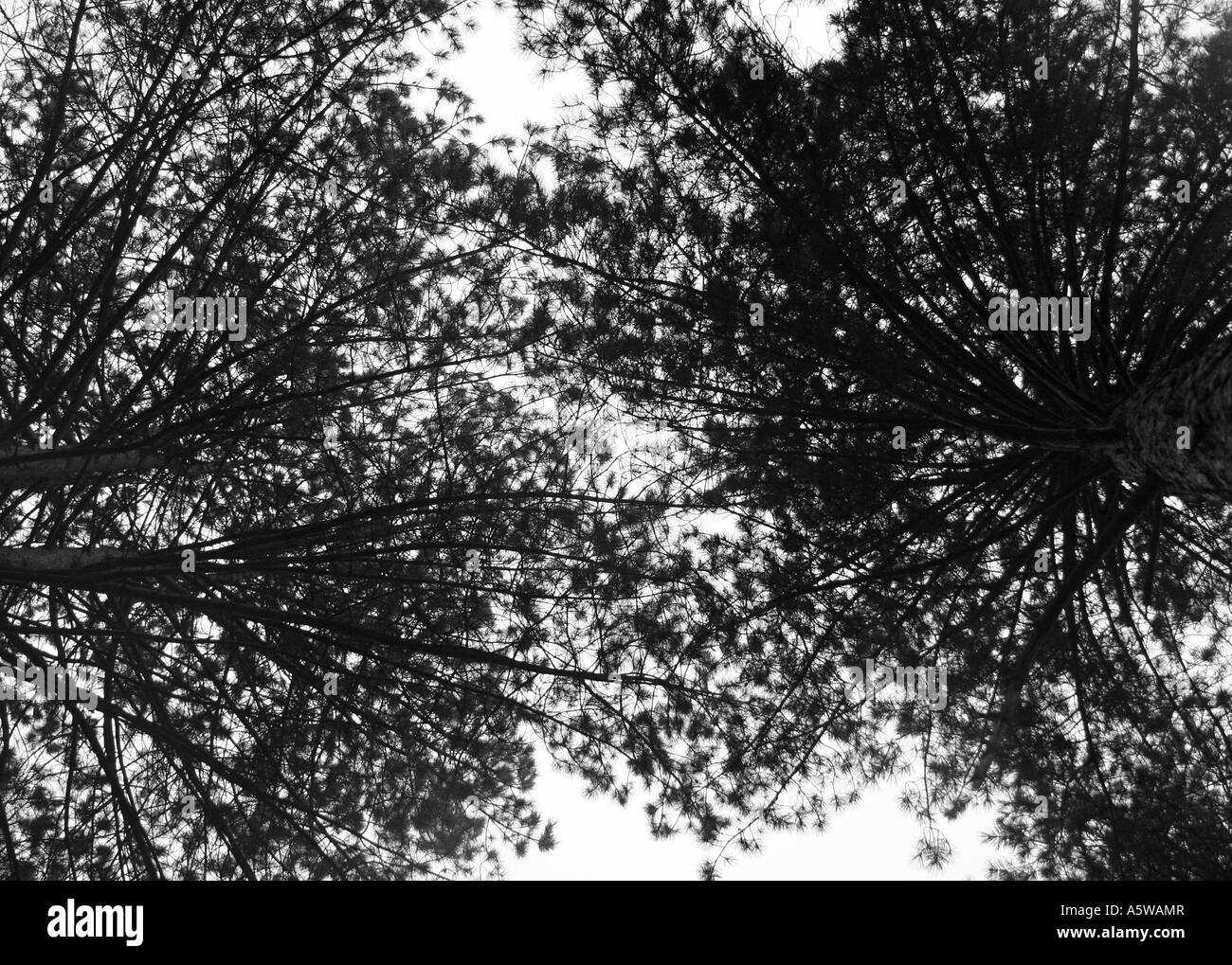 B W alberi 4 Foto Stock