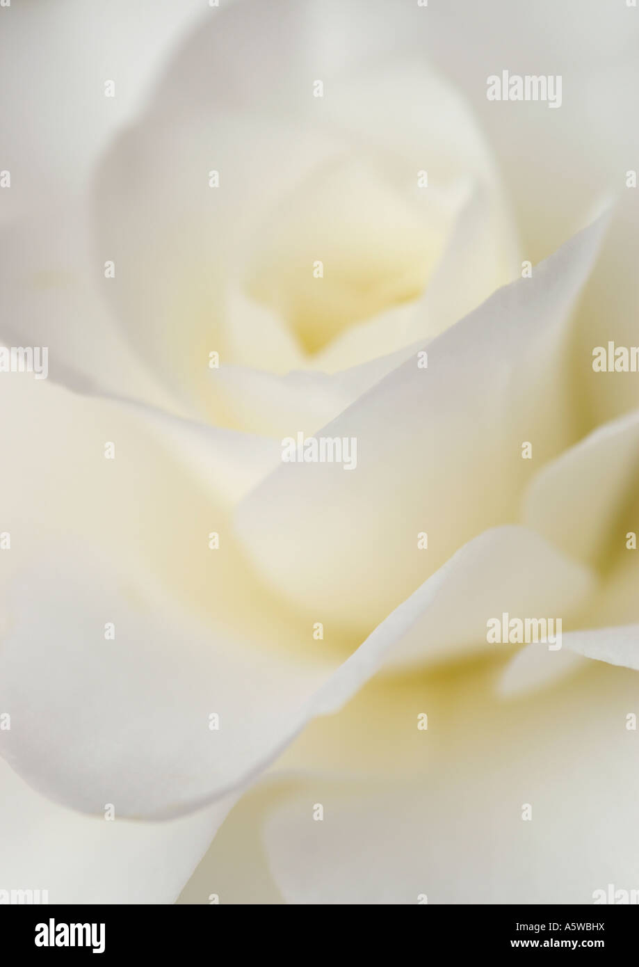 CAMELLIA JAPONICA ALBA PLENA Foto Stock