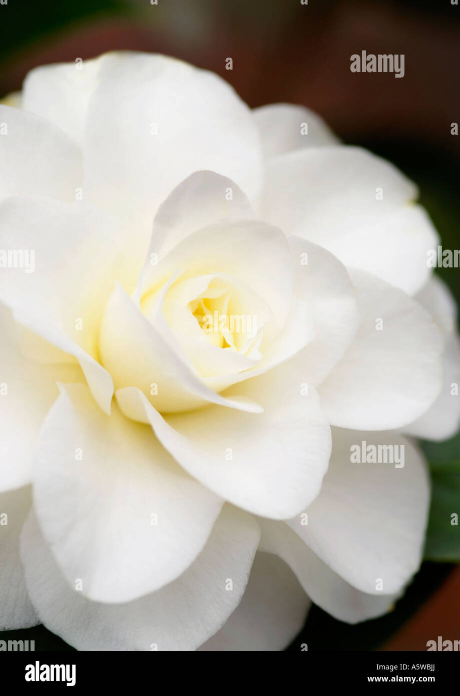 CAMELLIA JAPONICA ALBA PLENA Foto Stock