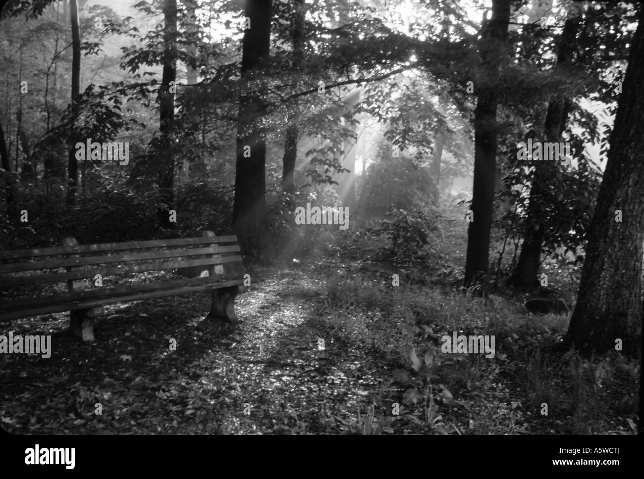 Bianco e nero fine art paesaggio streaming alla luce del sole attraverso gli alberi sul vecchio banco a ALBA Foto Stock