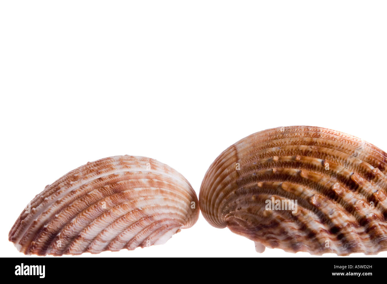 Due coste di gusci di molluschi isolato su uno sfondo bianco Foto Stock