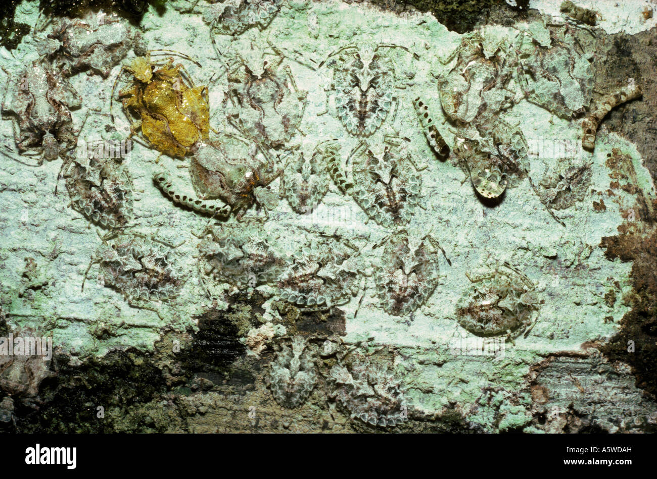 Scudo o stink bug Coriplatus depressus altamente criptico ma molto puzzolente nella foresta pluviale del Perù Foto Stock