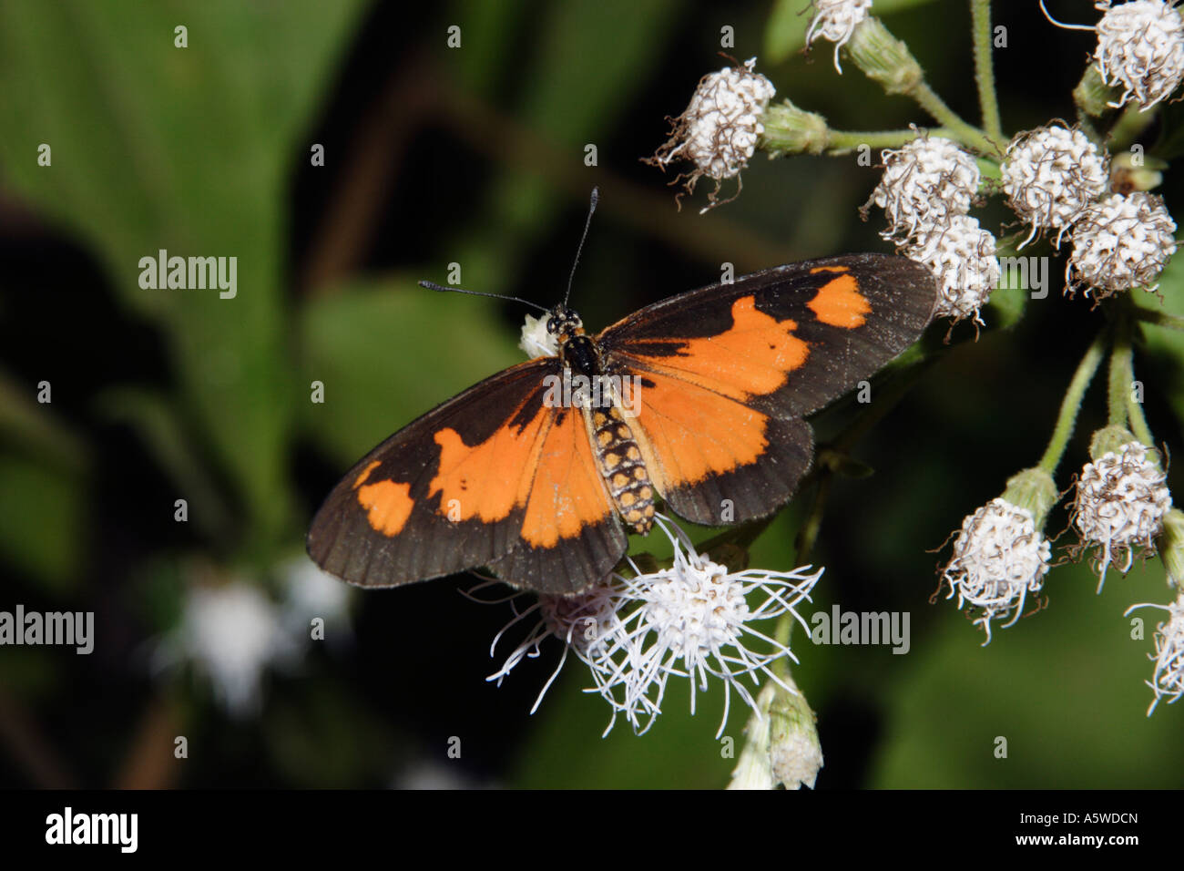 Butterfly Acraea acerata Acraeidae sui fiori nella foresta pluviale del Camerun Foto Stock