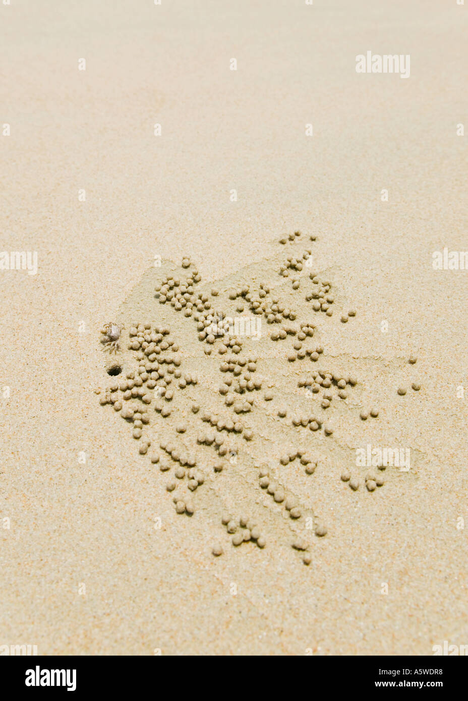 Il granchio di sabbia creazione di motivi vicino esso s foro su una spiaggia mediante laminazione di centinaia di piccole sfere di sabbia Foto Stock