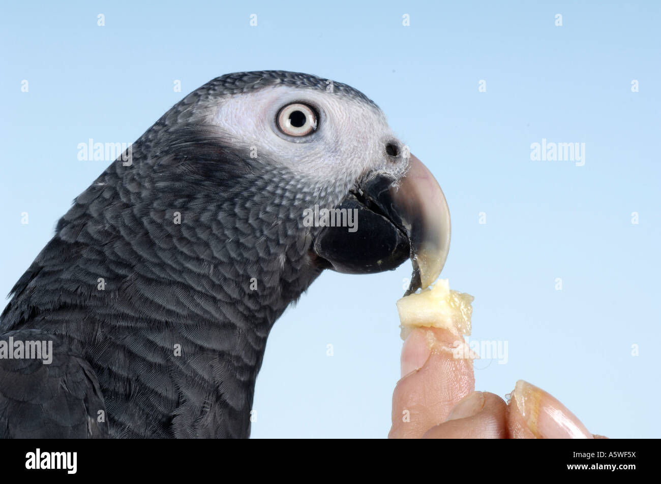 Timneh pappagallo grigio africano Foto Stock