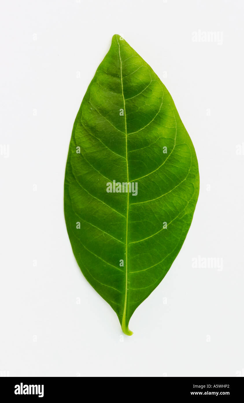 Gardenia leaf sparato contro uno sfondo bianco Foto Stock
