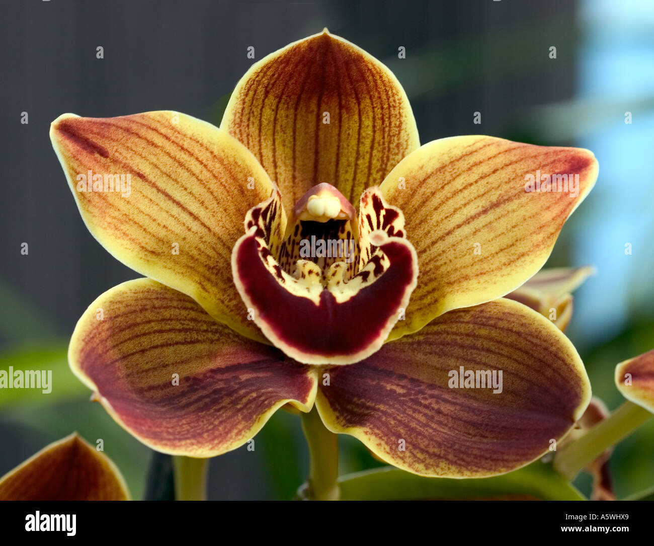 Close up di orchidee Cymbidium "" Foto Stock