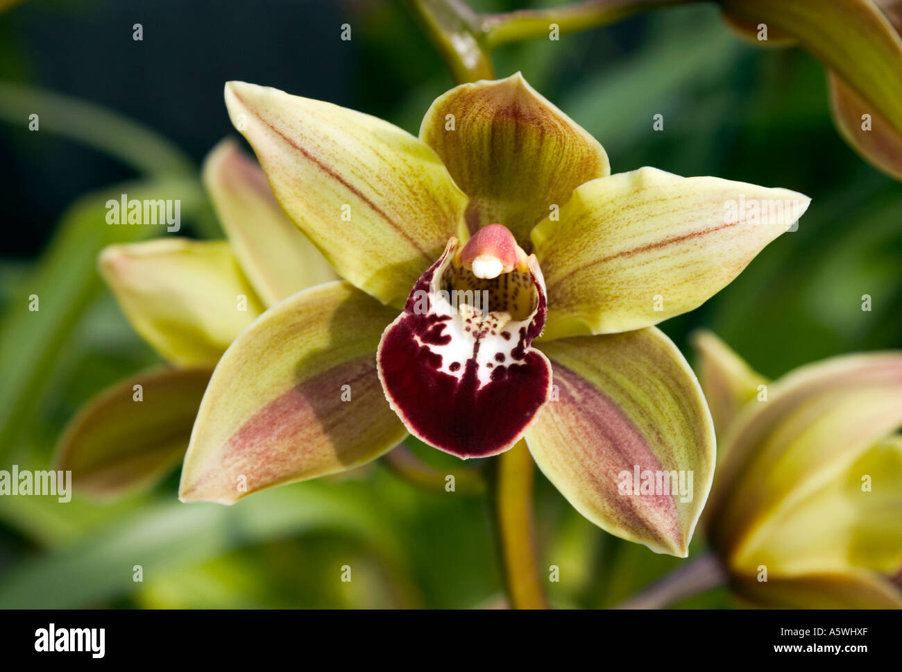 Close up di Orchidee Cymbidium "" sparato contro un morbido naturale sfondo verde Foto Stock