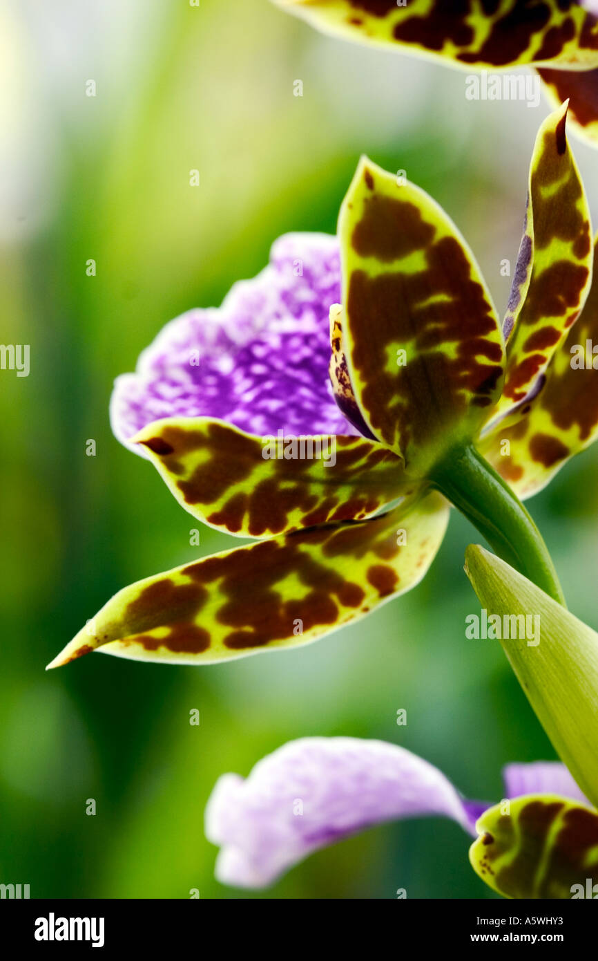 Immagine ravvicinata di orchidea Zygopetalum "" Foto Stock