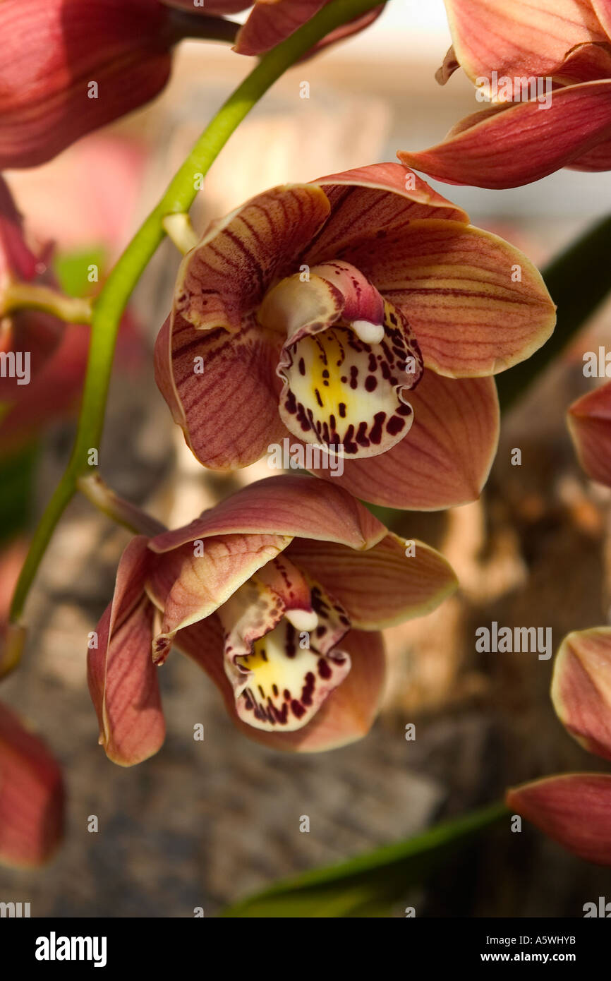 Immagine ravvicinata di Orchidee Cymbidium "" Foto Stock