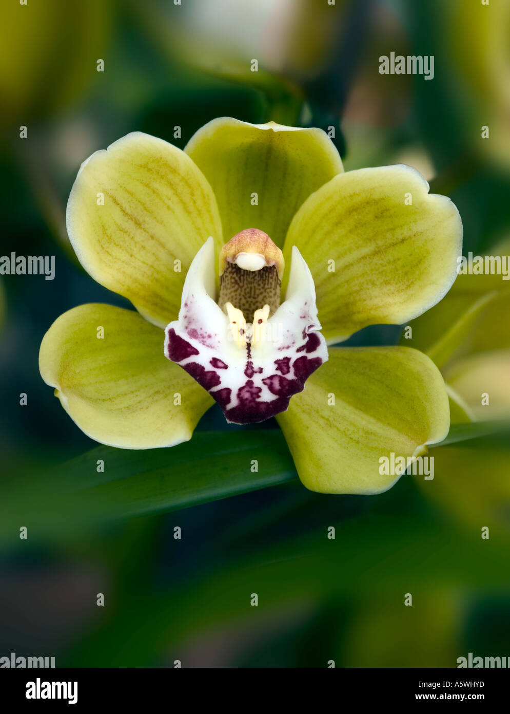 Phalaenopsis esotici tropicali delle orchidee cymbidium verde - Re Loch 'cooksbridge' girato con un delicato verde sfondo naturale Foto Stock