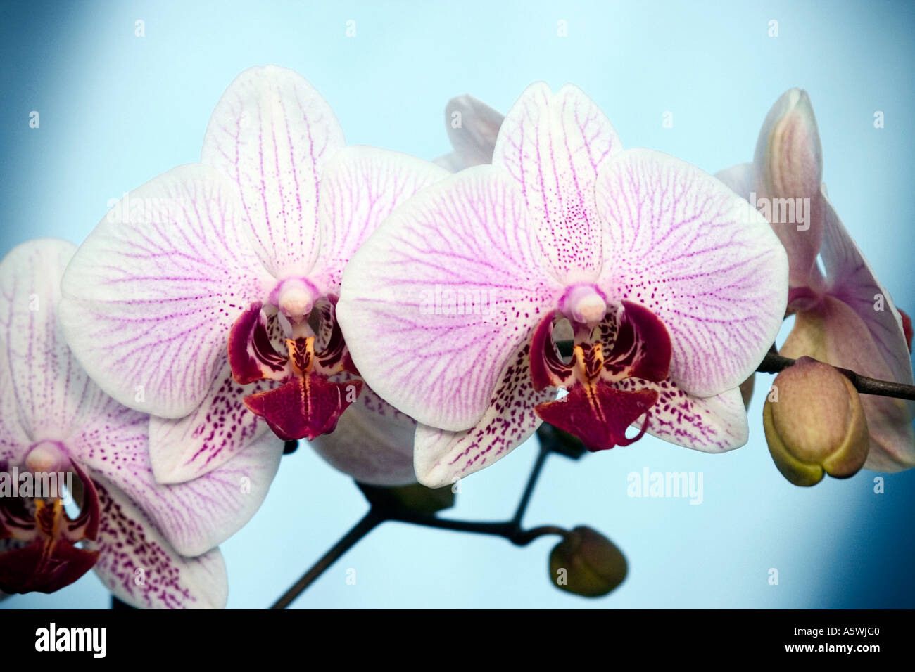 Rosa orchidee falena 'Phalaenopsis' sparato contro un fondo azzurro Foto Stock