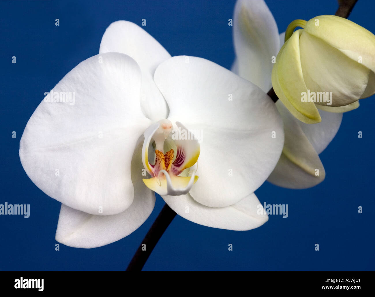 White Moth orchid 'Phalaenopsis' sparato contro uno sfondo blu scuro Foto Stock