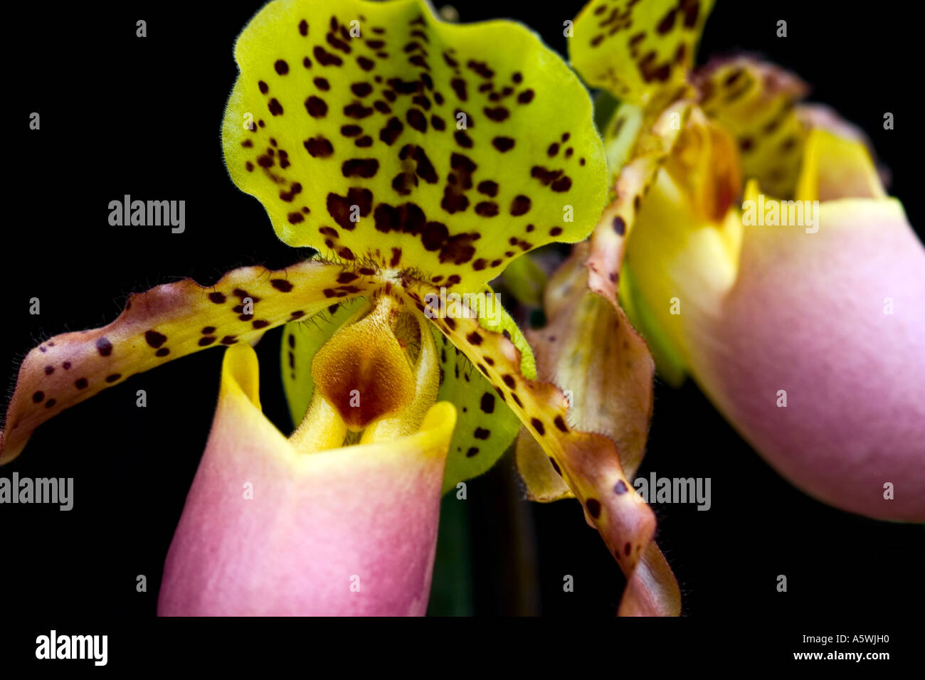 Close up di orchidee ' Paphiopedilum' sparato contro un sfondo nero Foto Stock