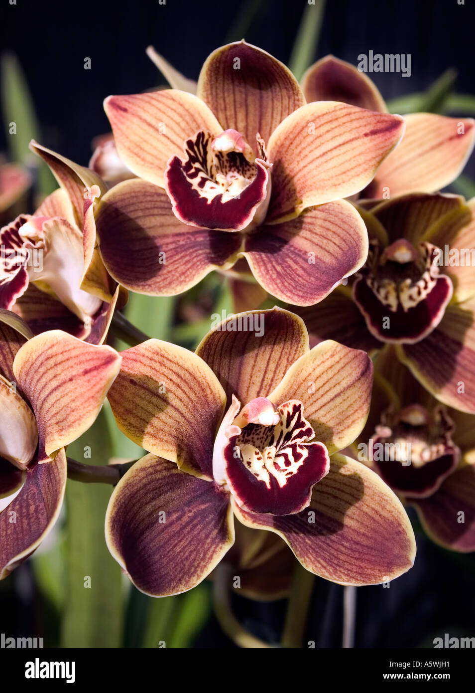Close up di Orchidee Cymbidium "" sparato contro un sfondo nero Foto Stock
