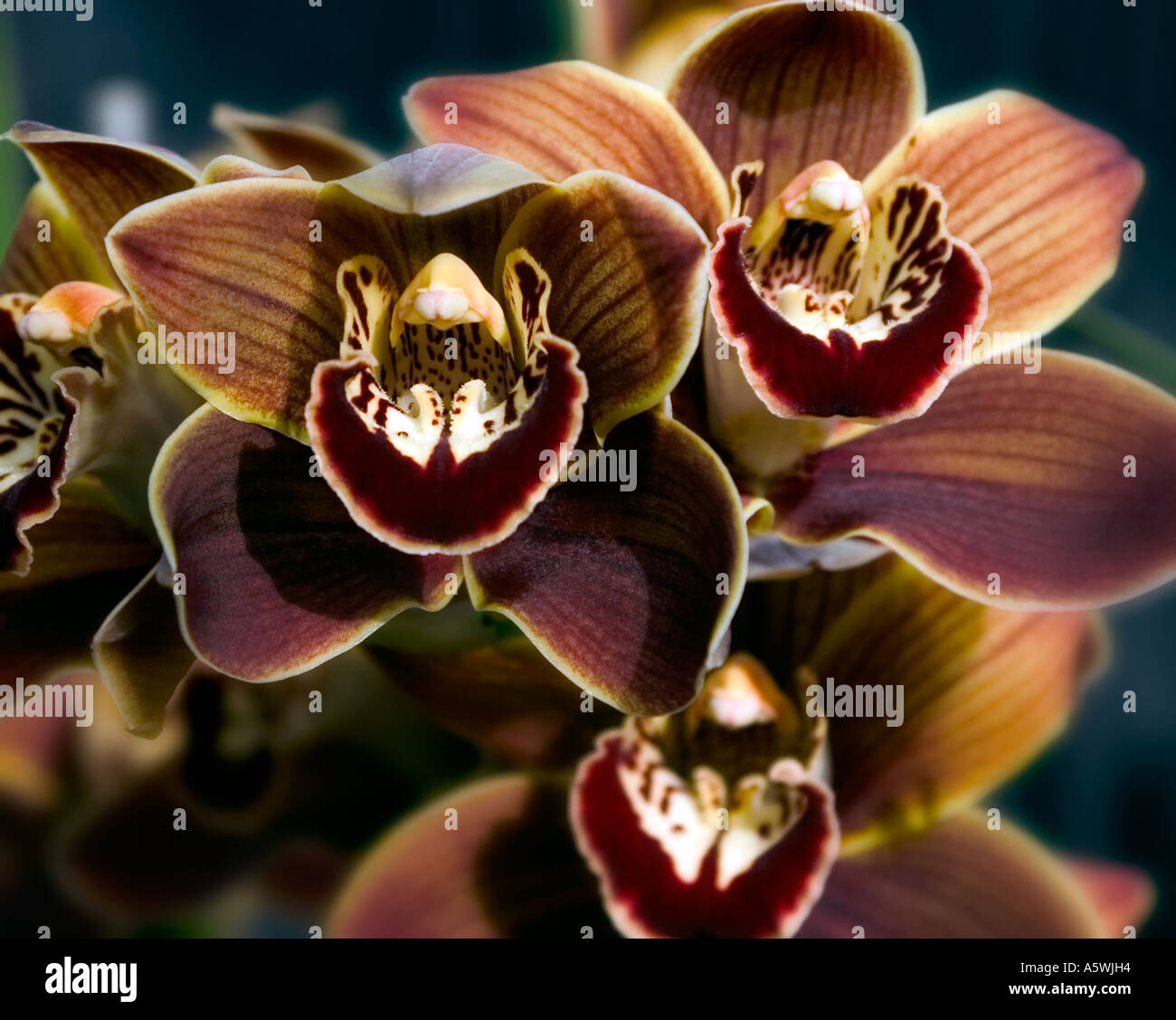 Close up di Orchidee Cymbidium "" sparato contro un sfondo nero Foto Stock