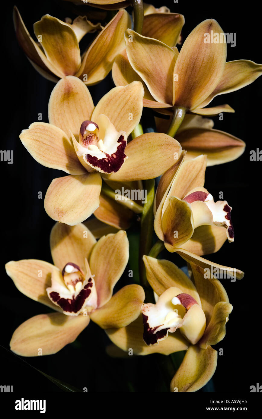 Orchidee Cymbidium "" sparato contro un sfondo nero Foto Stock