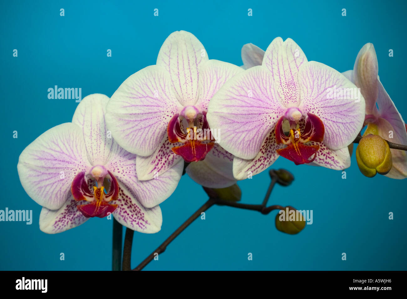 Moth orchid 'Phalaenopsis' sparato contro un sfondo turchese girato in uno studio Foto Stock