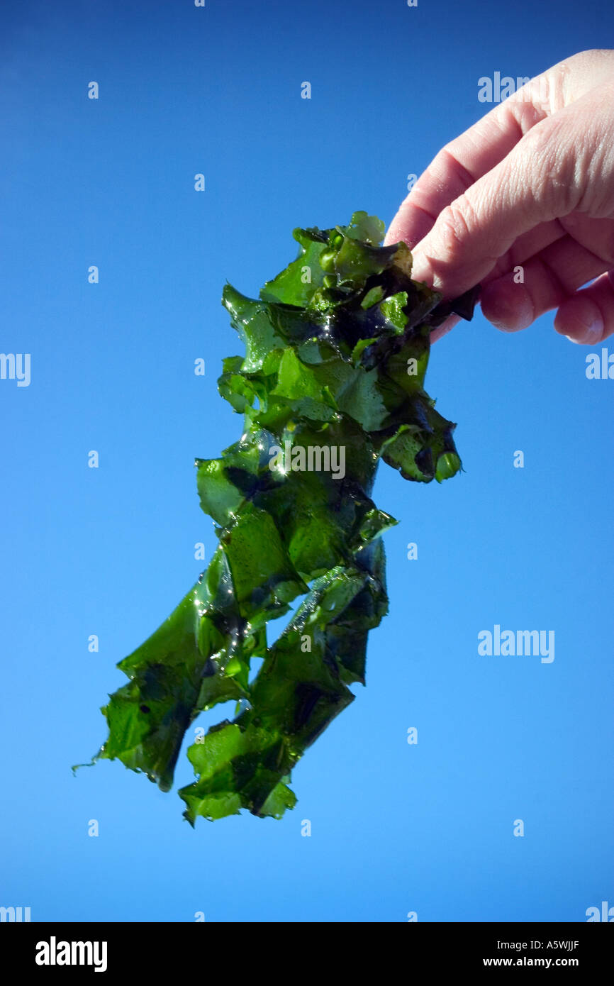 Le alghe, 'ulva lactua' che si terrà a telecamera sparato contro sfondo blu Foto Stock