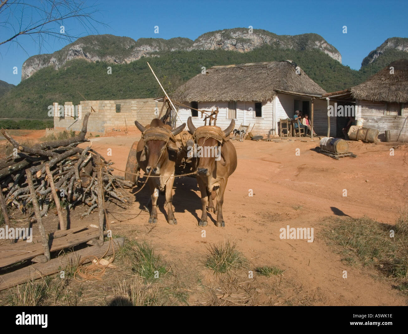 Cuba Pinar del Rio provincia fattoria e cortile con buoi Foto Stock