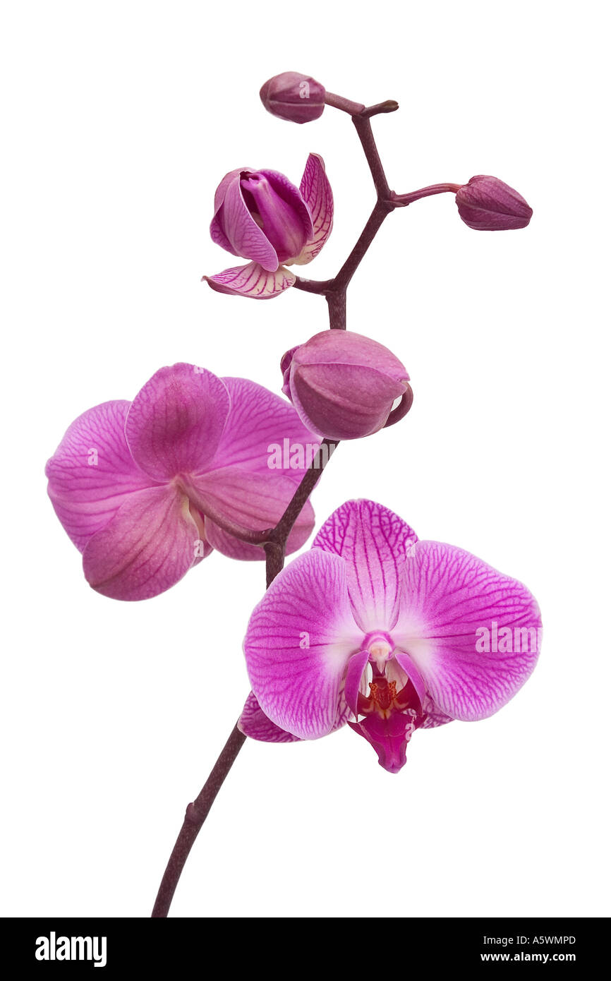 Phalaenopsis, rosa orchid shot su un pulito lo sfondo bianco Foto Stock