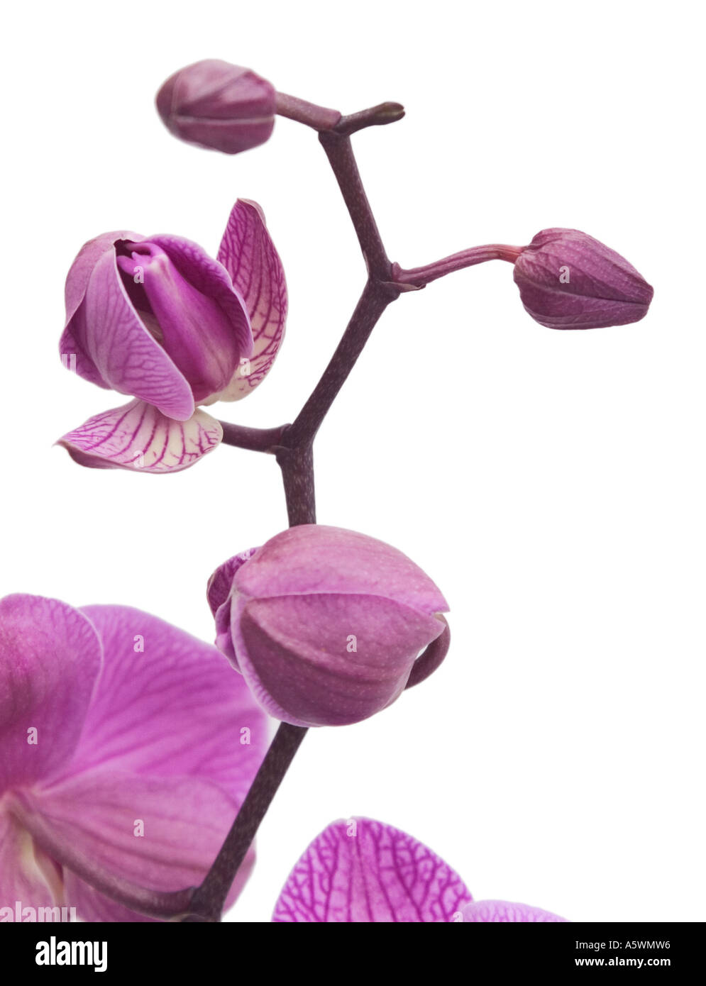 Orchidea rosa fiori e boccioli sparato contro un pulito lo sfondo bianco Foto Stock