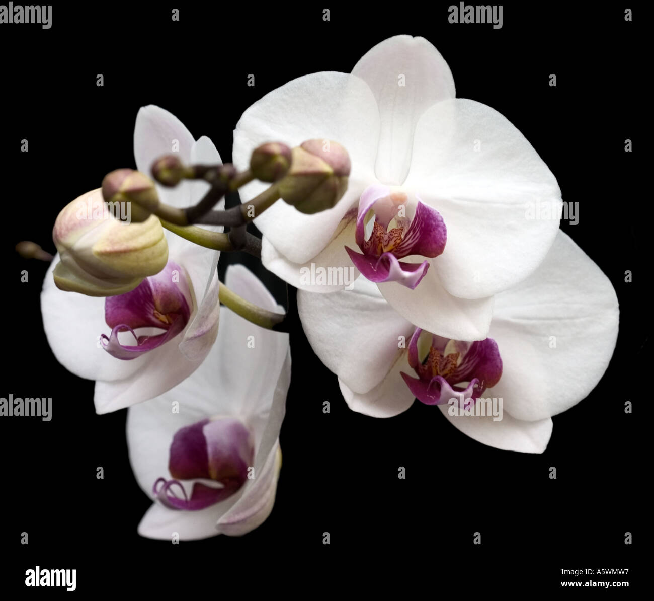 White moth orchid, Phalaenopsis - sparato contro un sfondo nero Foto Stock