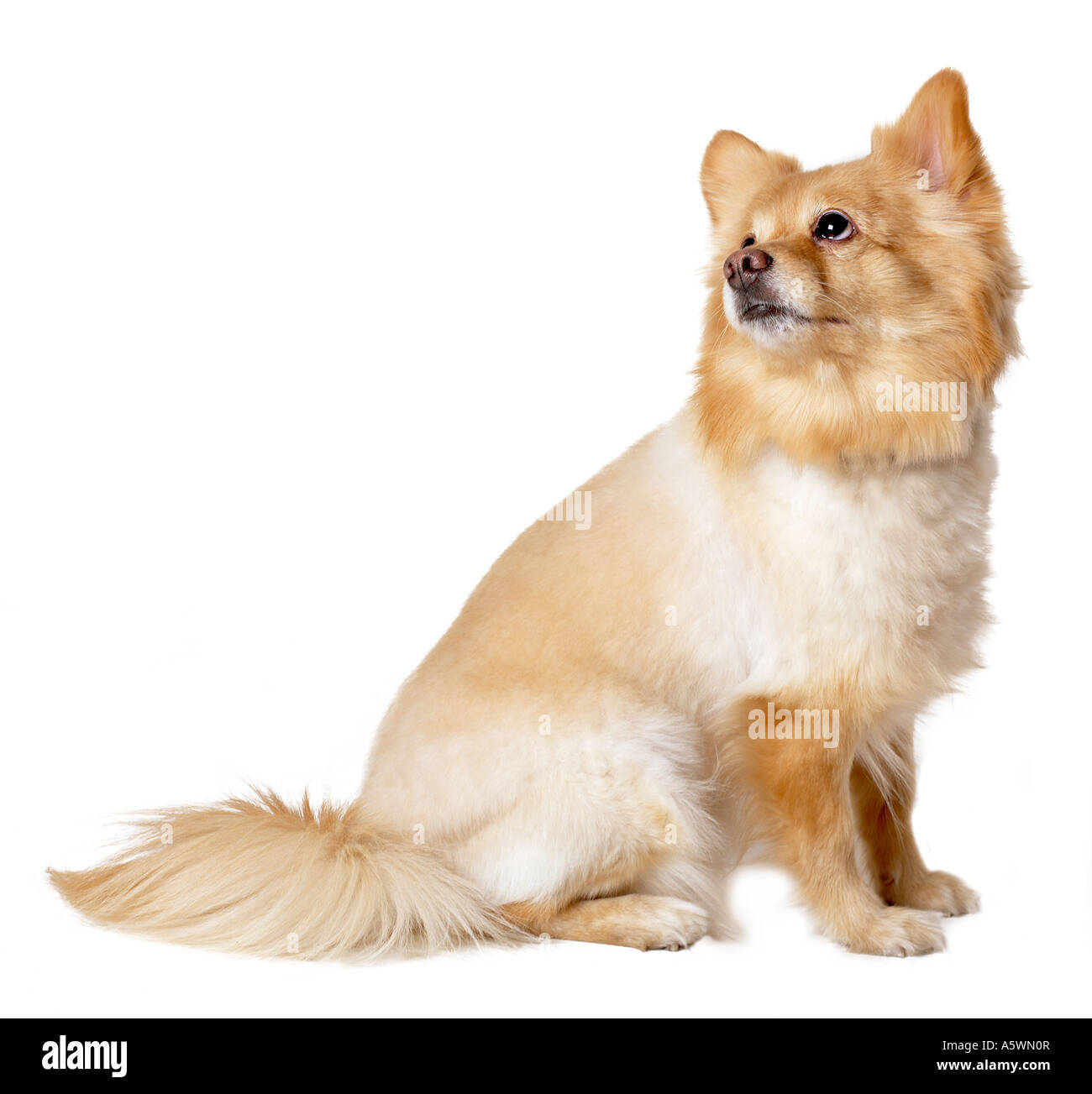 Cane silhouette di Pomerania Foto Stock