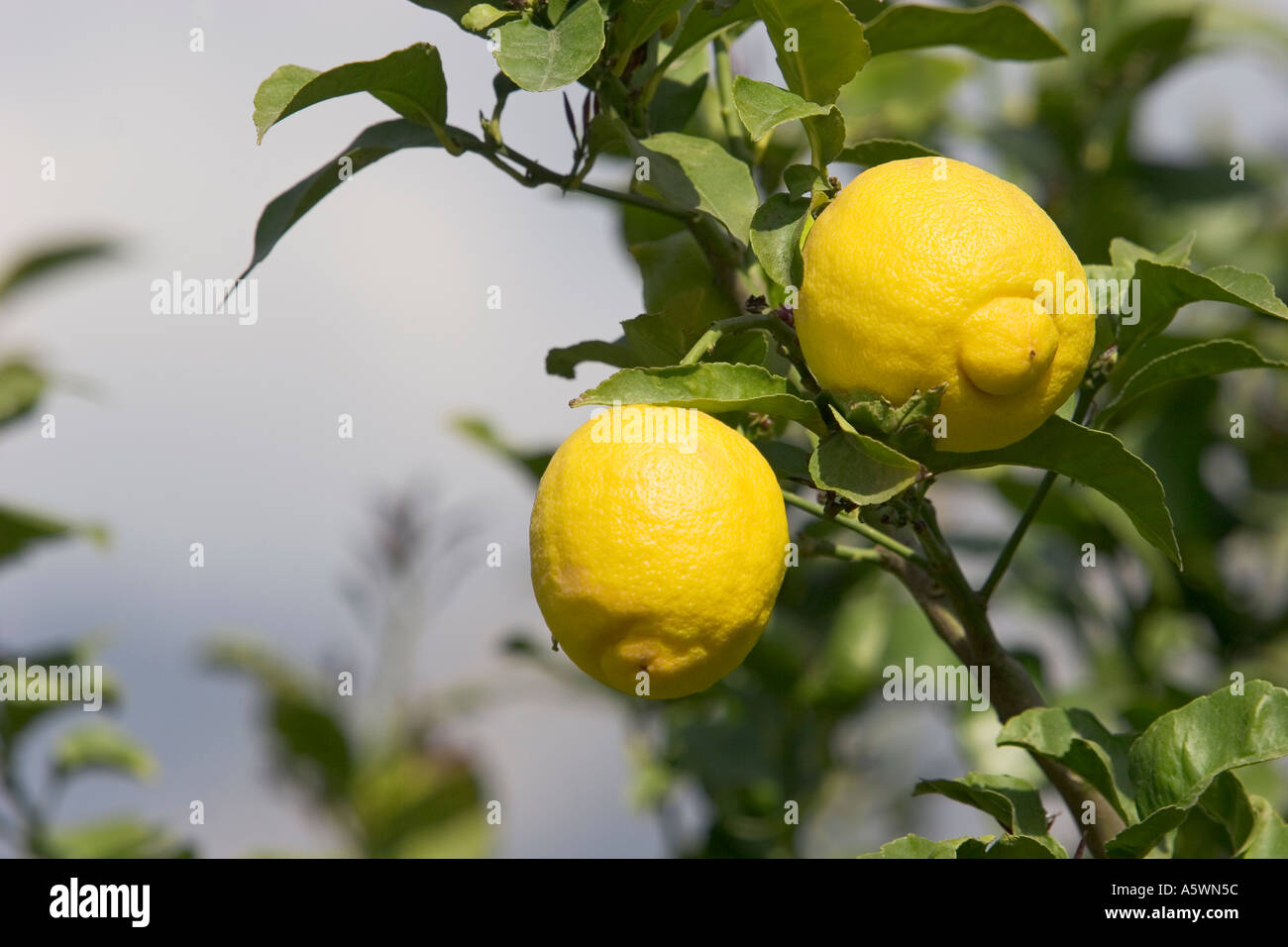 Due limoni su un albero di limone Citrus limon Foto Stock
