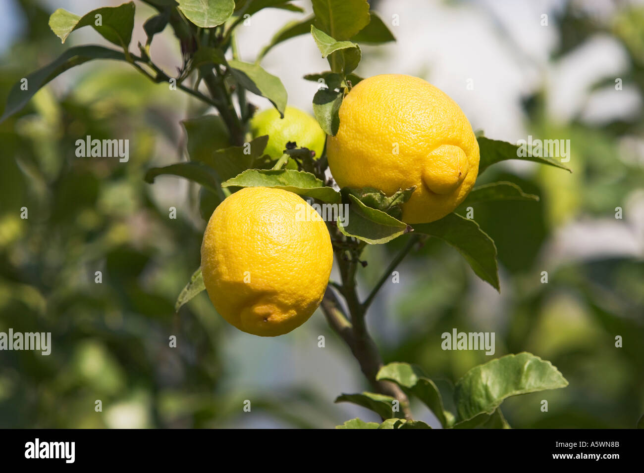 Due limoni su un albero di limone Citrus limon Foto Stock