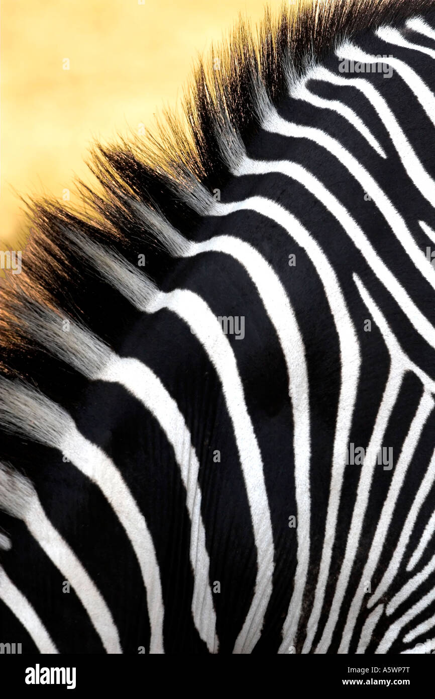 Di Grevy Zebra Samburu Kenya Foto Stock