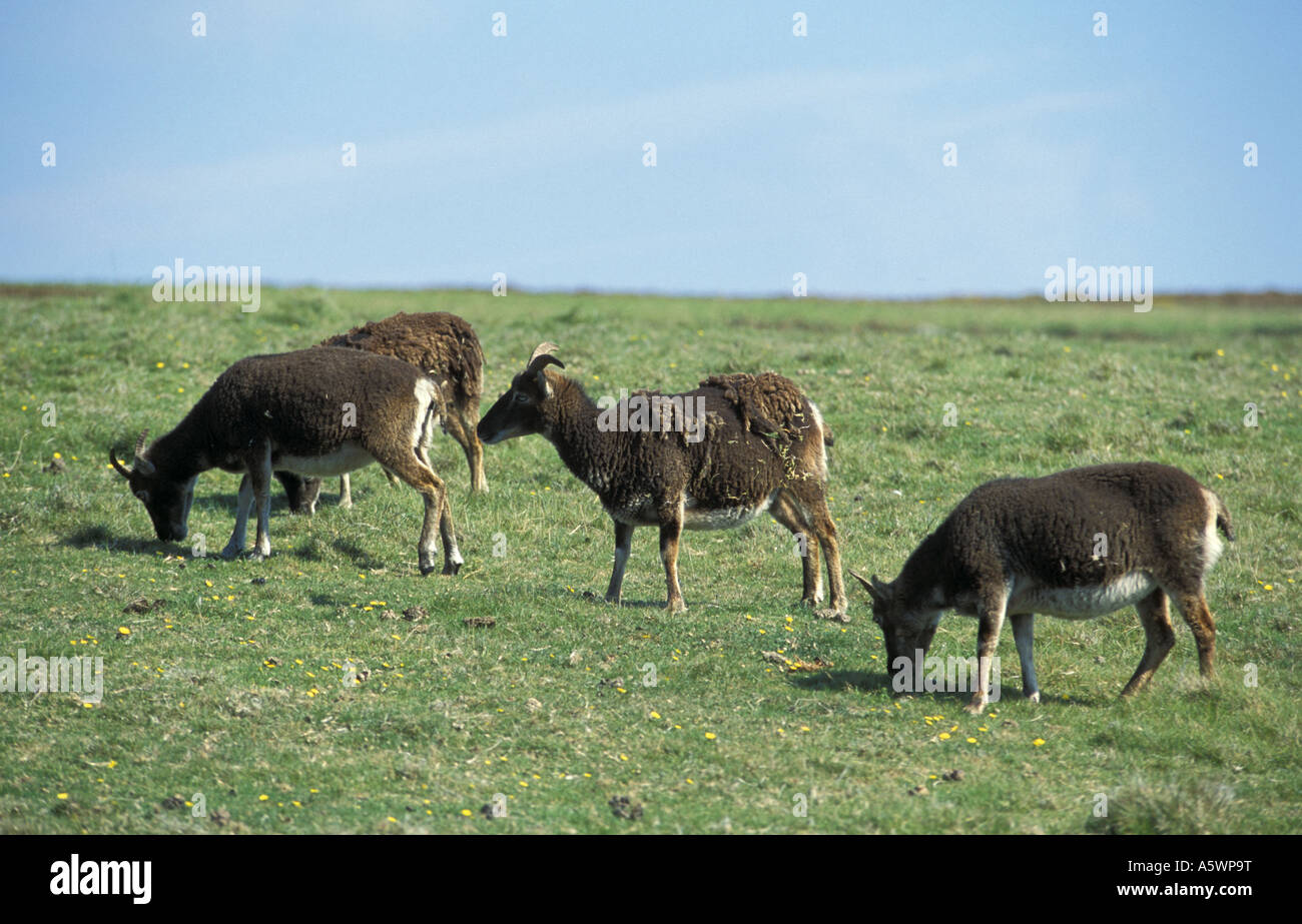 Soay pecore al pascolo su Lundy Island nel canale di Bristol Inghilterra Foto Stock